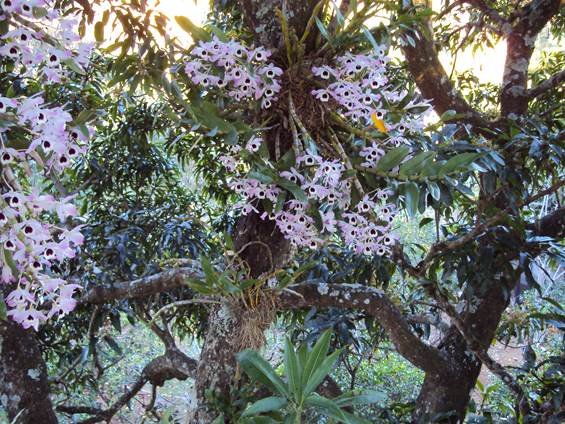 2013-gruta-hospital-flores